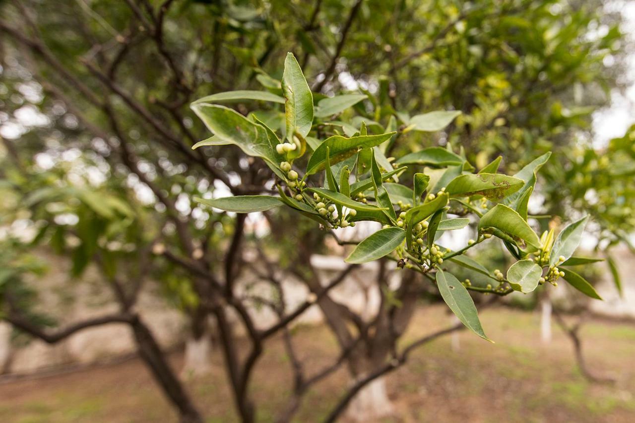 Gasthaus Two Olive Trees Spétses Exterior foto